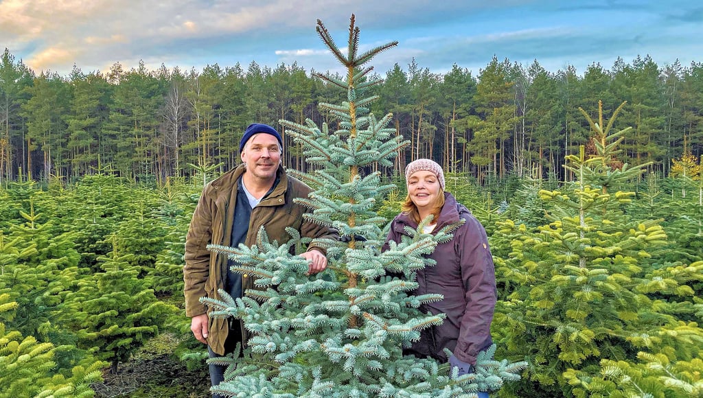 Udo und Petra Winkelmann zeigen ihre Plantage mit Nordmanntannen am Ochsenkopf.