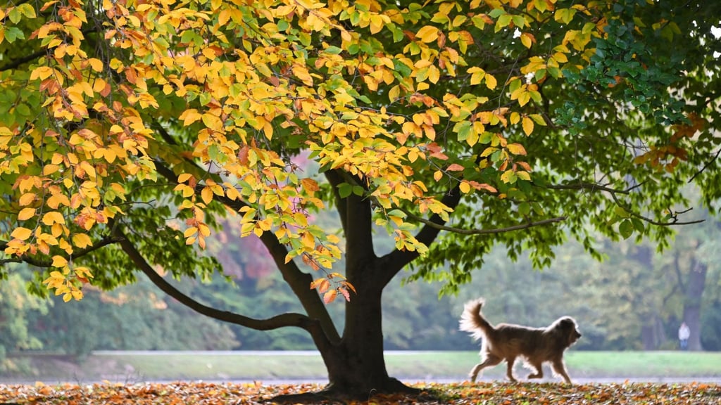 Ein Hund eilt seinem Herrchen (nicht im Bild) unter einem prächtig verfärbten Baum voraus.