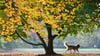 Ein Hund eilt seinem Herrchen (nicht im Bild) unter einem prächtig verfärbten Baum voraus.