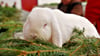 Der ganze Rummel macht müde: Doch dieses weiße Zwergwidder-Kaninchen von Züchter Matthias Schenk wird sich daran gewöhnen müssen.  Mit einer Bewertung von 98 Punkten wird die Häsin wohl künftig   öfters im Mittelpunkt stehen. 