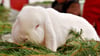Der ganze Rummel macht müde: Doch dieses weiße Zwergwidder-Kaninchen von Züchter Matthias Schenk wird sich daran gewöhnen müssen.  Mit einer Bewertung von 98 Punkten wird die Häsin wohl künftig   öfters im Mittelpunkt stehen. 