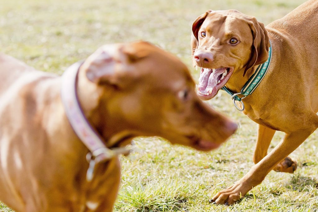 Der Preis einer Hundeversicherung hängt nicht nur von den Leistungen ab, sondern auch von der Größe des Tieres.