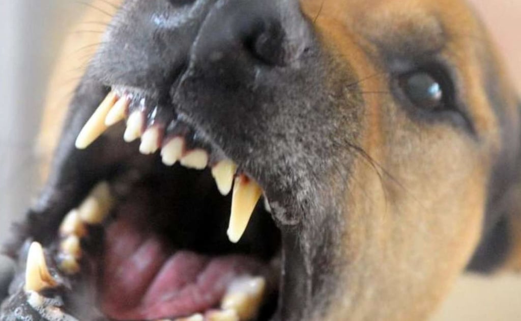 Bei einer Durchsuchung in Stendal ist ein Hund verletzt worden. Daneben fanden die Beamten eine Vielzahl von Waffen von Schlagring bis Pistole in der Wohnung. Symbolbild: