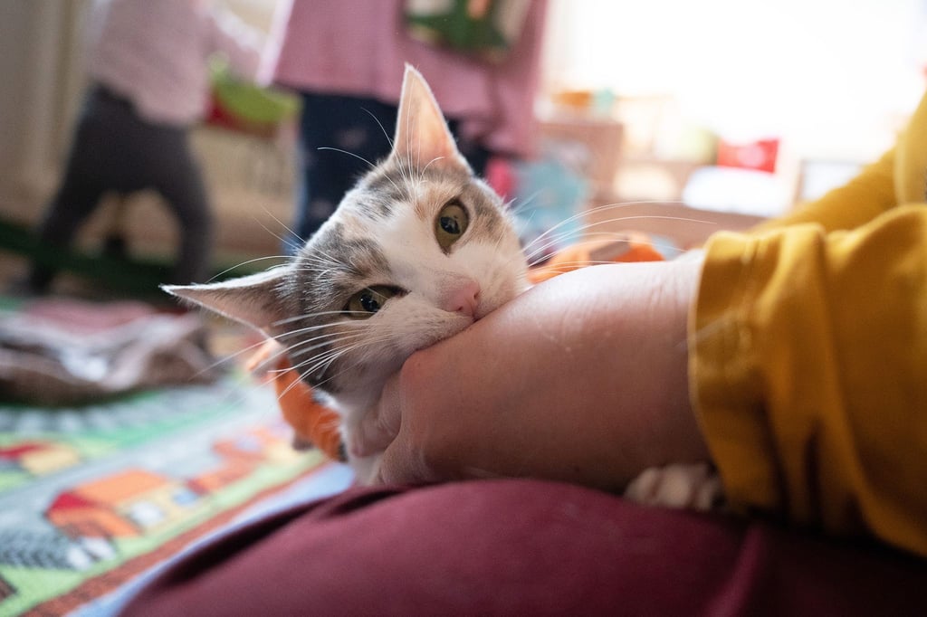 Zecken oder Flöhe? Dann auf keinen Fall Permethrin-haltige Mittel dem Liebling geben, diese können der Katze schaden.