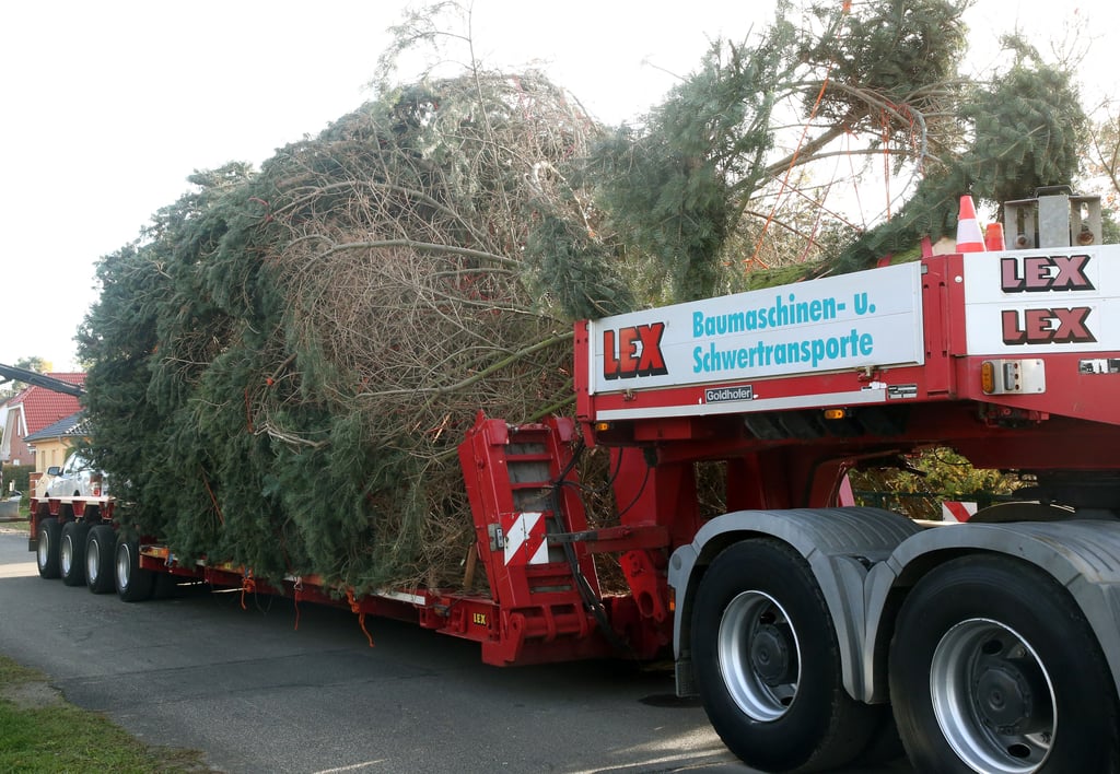 Obwohl er auf dem Tieflader liegt und nicht etwa steht, passt der Weihnachtsbaum für den Berliner Breitscheidplatz nicht unter einer Autobahnbrücke hindurch.