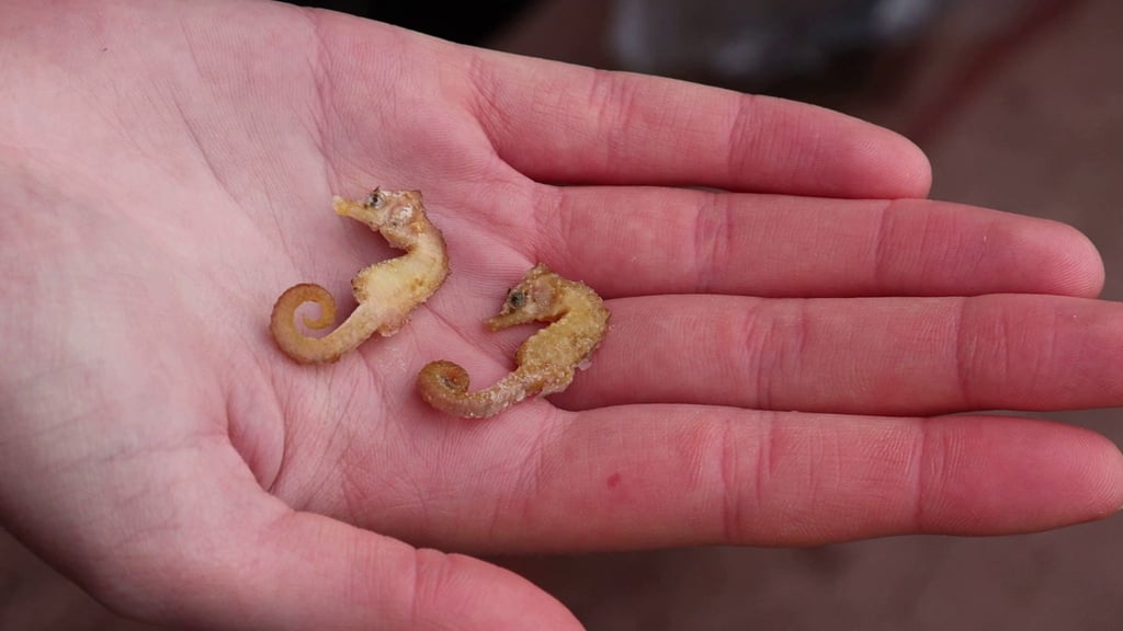 Zwei leblose Kurzschnäuzige Seepferdchen („Hippocampus hippocampus“) liegen in der Hand eines Naturschutzwartes auf Wangerooge.