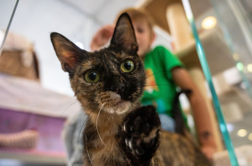 Die Katze Urania sitzt in ihrer Box im Tierheim Berlin.