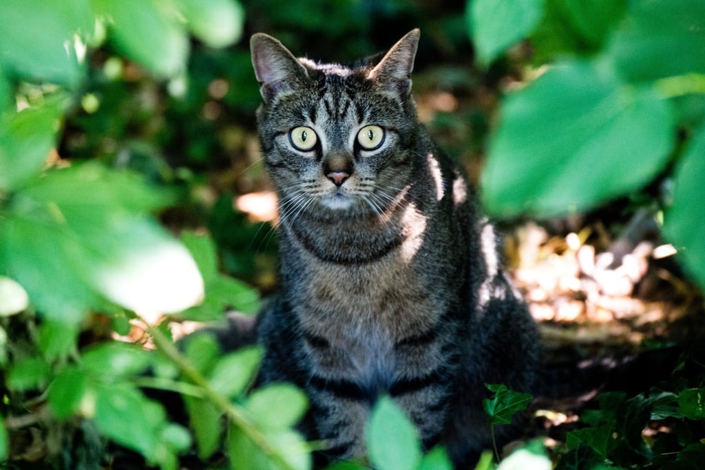 Eine junge Katze sitzt in einem Gebüsch in Hildesheim.