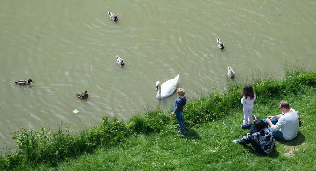 Kinder lieben es, Enten und Schwäne zu füttern. Brot sollten sie dafür aber zu Hause lassen.
