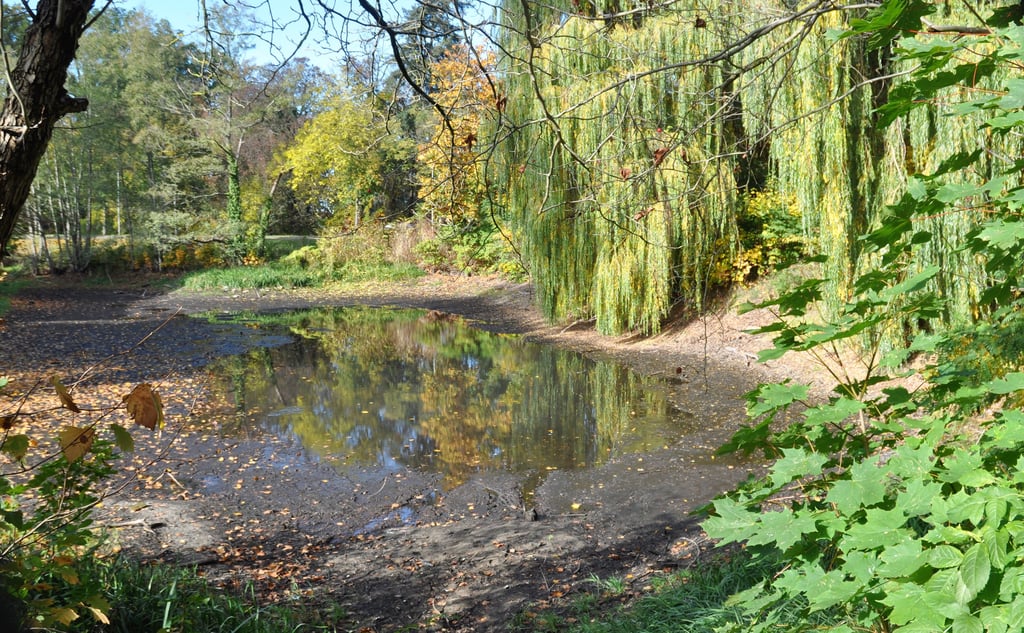 Im fast ausgetrockneten Parchener Schlossteich sollen noch ein paar Fische leben. So manchen aber soll der Fischreiher geholt haben.