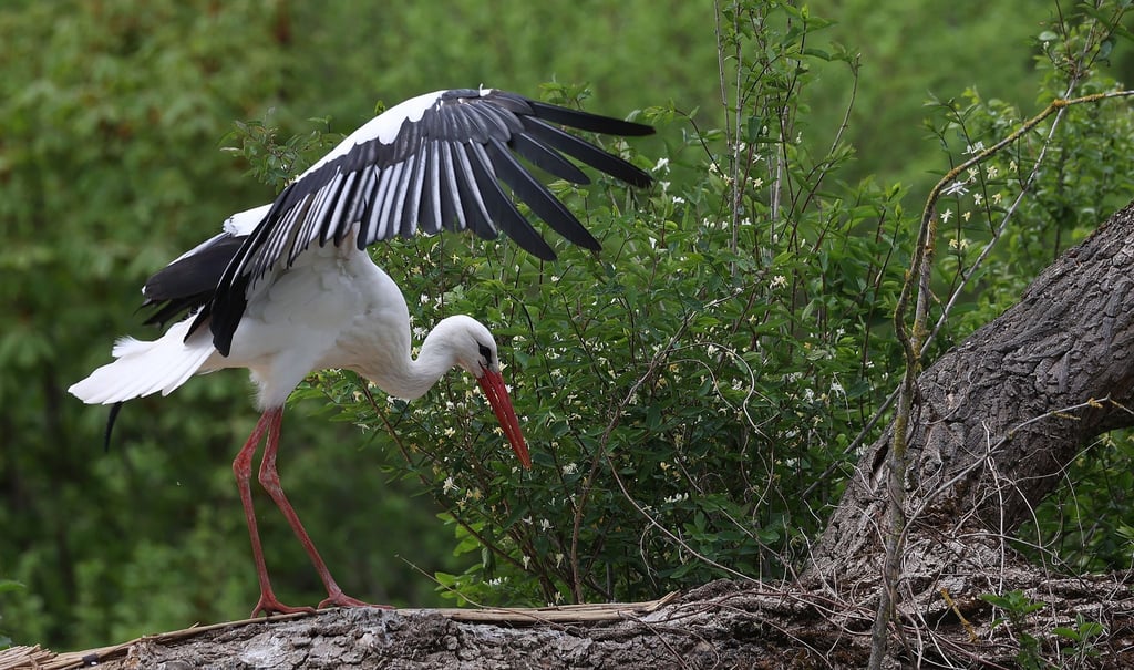Ein Storch steht in der Nähe der Vogelschutzwarte Storchenhof Loburg auf einem Baumstamm.