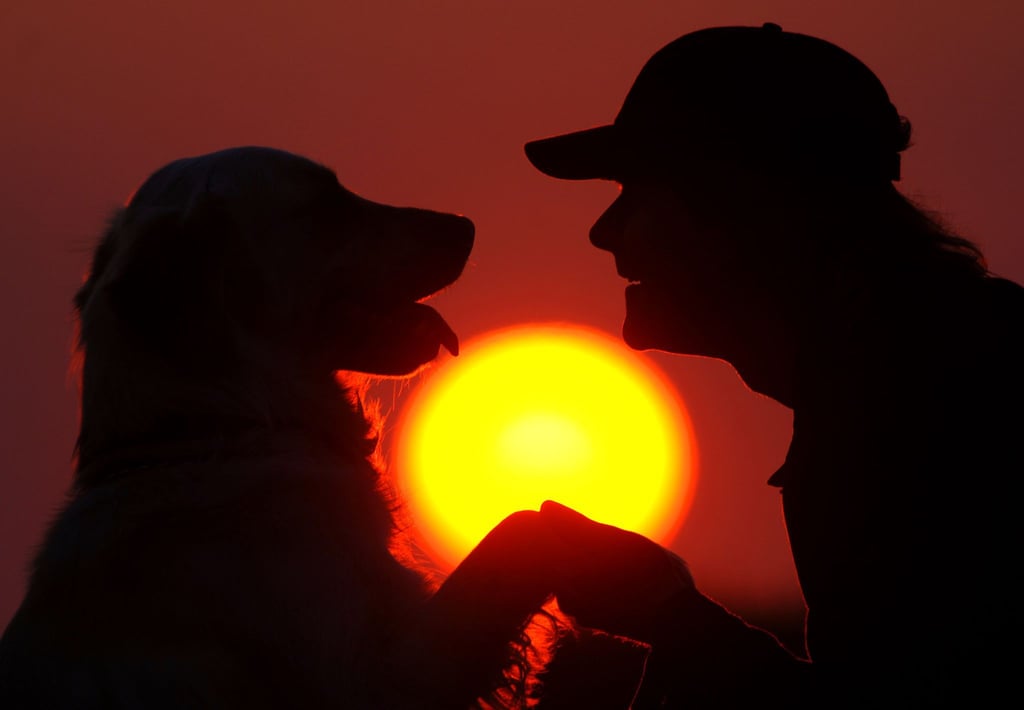 Japanische Forscher haben beobachtet: Hunde können beim Wiedersehen mit Herrchen oder Frauchen Freudentränen vergießen.