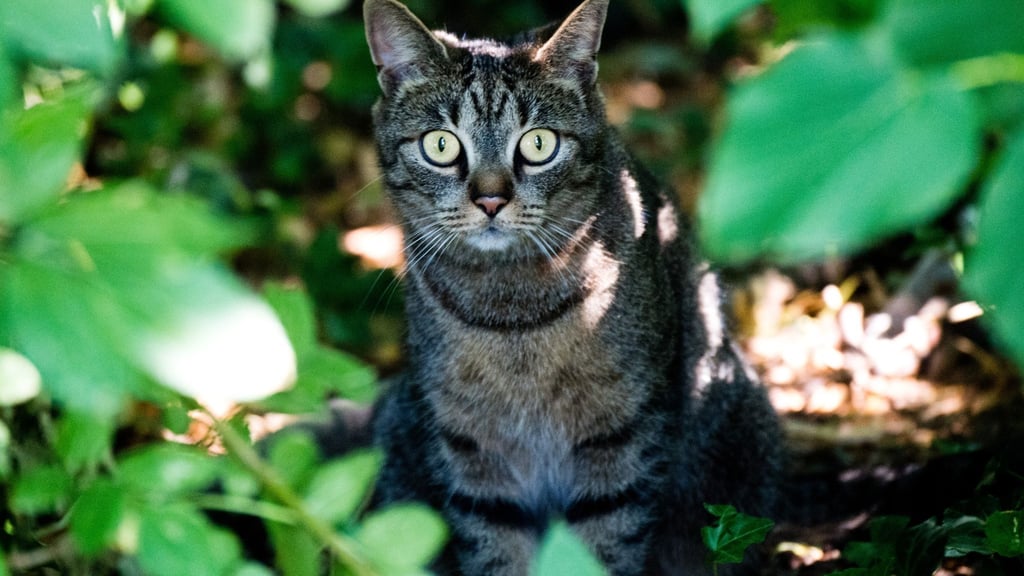 Eine junge Katze sitzt in einem Gebüsch in Hildesheim.