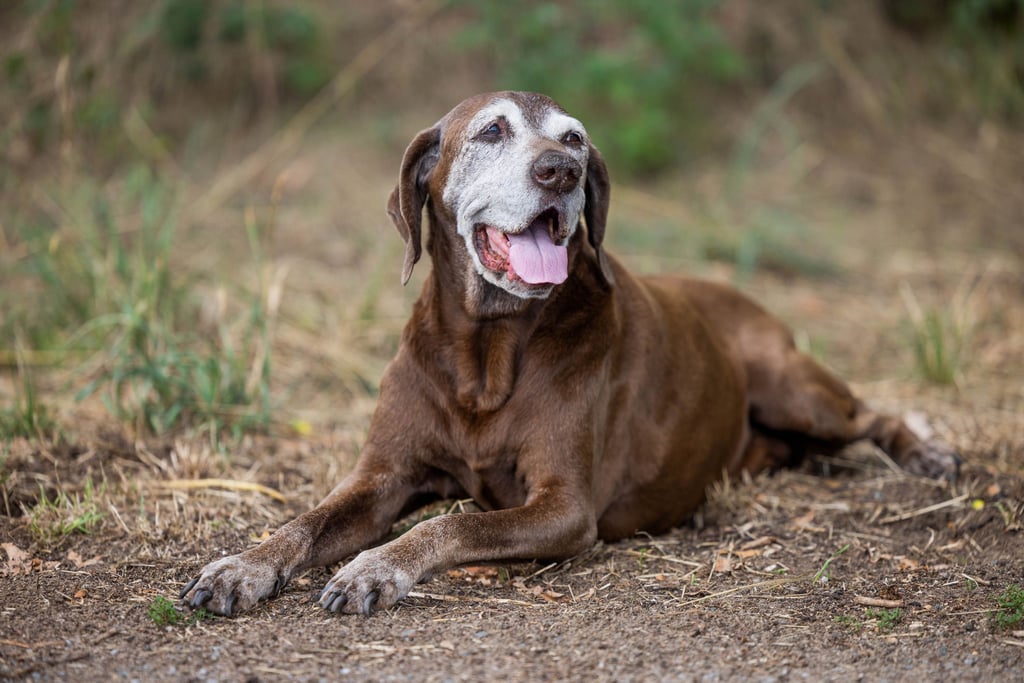 Ab 1. Januar 2023 steigt der Hundesteuersatz in Benndorf.