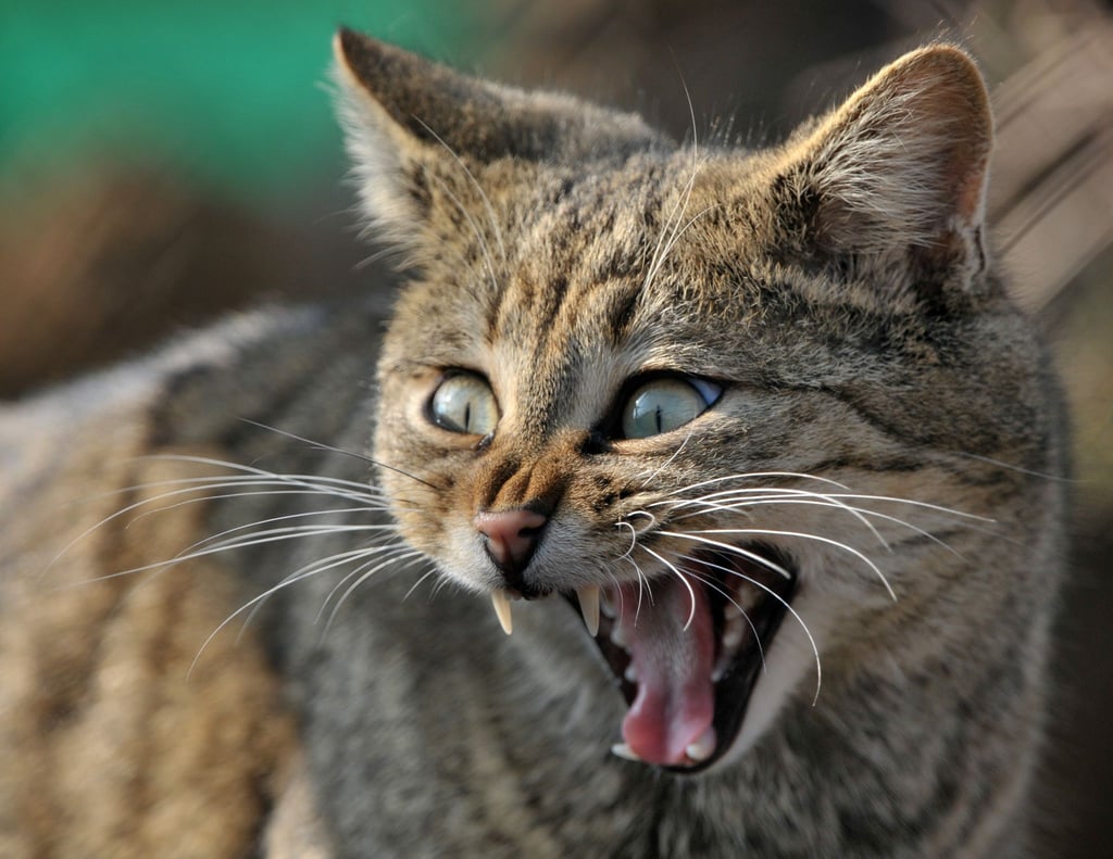 Der größte Feind der Wildkatze? Ausgerechnet der zahme Kuschelkater, der Deutschen liebstes Haustier.