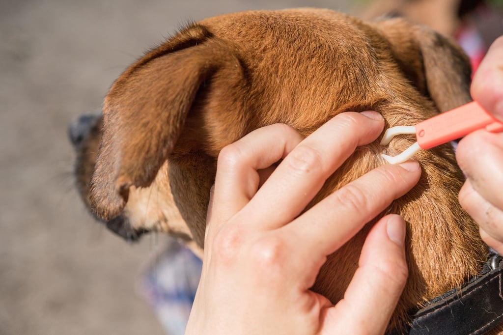 Wer Zeckenzange, Pinzette, Desinfektionsmittel und kühlende Salbe für den Hund auch im Urlaub dabei hat, kann sich oft den ein oder anderen Tierarztbesuch auf Reisen sparen - und selbst Hand anlegen.
