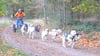 Hundeschlittenführerin Kerstin Galisch beim Training mit ihren Sibirian Huskys im Blankenburger Heers.
