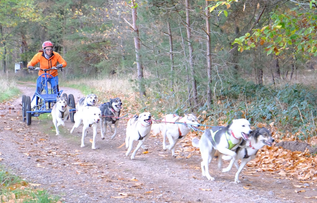 Hundeschlittenführerin Kerstin Galisch beim Training mit ihren Sibirian Huskys im Blankenburger Heers.
