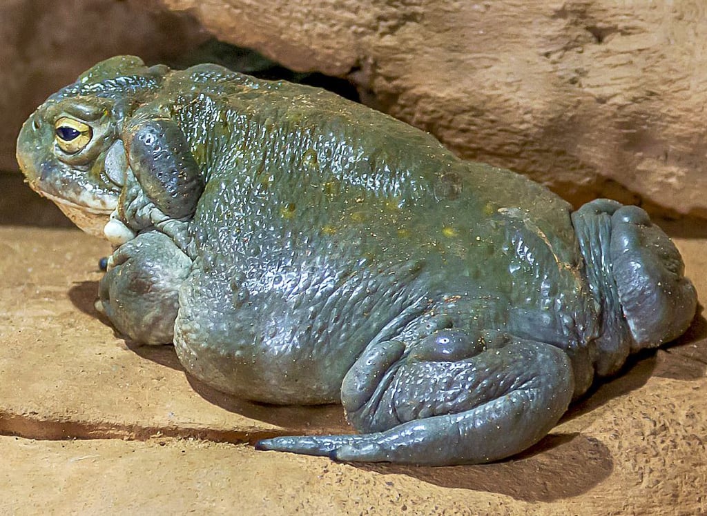 Nicht küssen, nicht ablecken: Diese Wüstenkröte kann Halluzinationen auslösen.