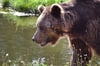 Im Bärenwald Müritz finden misshandelte Tiere ein sicheres Refugium.