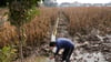 Ein chinesischer Bauer versucht in Henan ein Maisfeld nach sintflutartigen Regenfällen zu entwässern.