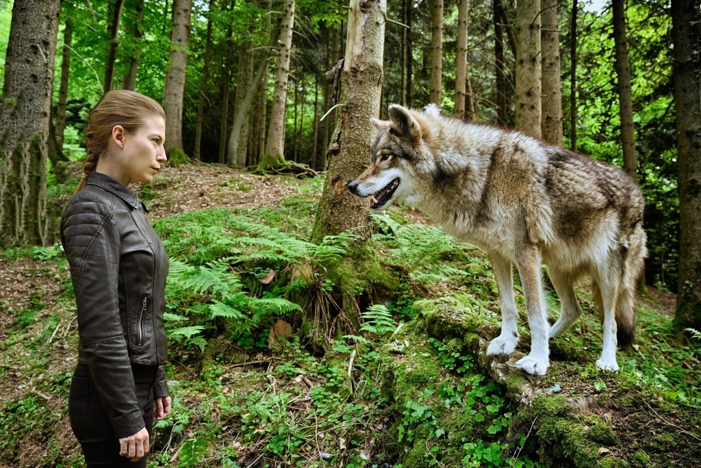 Als Hannah Zeiler (Nora Waldstätten) im Wald nach Spuren sucht, taucht der Wolf vor ihr auf.