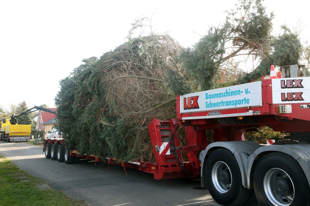 Eine Tanne liegt auf einem Tieflader vor dem Haus der Familie Herre, die den Baum gespendet hatte.