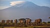 Der Kilimandscharo ist Afrikas höchster Berg und ein beliebtes Touristenziel. Seit rund zwei Wochen wütet ein Großfeuer auf dem Berg.