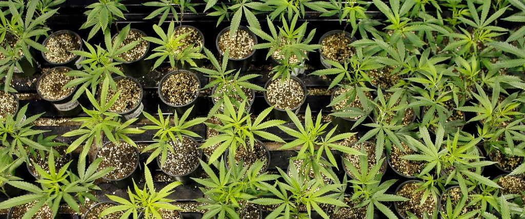 In Wolmirstedt kann man sich seine Drogen über eine Telegram-Gruppe bestellen und nach Hause liefern lassen - was sagt die Polizei dazu? Und ist das Cannabis in Womirstedt wirklich die größte Gefahr?