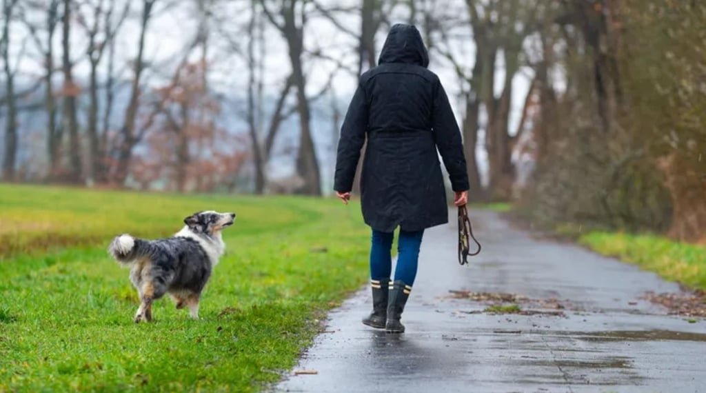 Ein Mädchen (14) ist beim Gassigehen mit ihrem Hund bei Heynburg in der Börde schwer verletzt worden. Symbolbild: