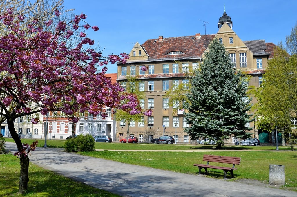 Die Blaufichte auf dem Stendaler Mönchskirchhof, direkt vor dem Eingang zum Gymnasiumsgebäude, soll gefällt werden und als Weihnachtsbaum auf dem Marktplatz stehen.