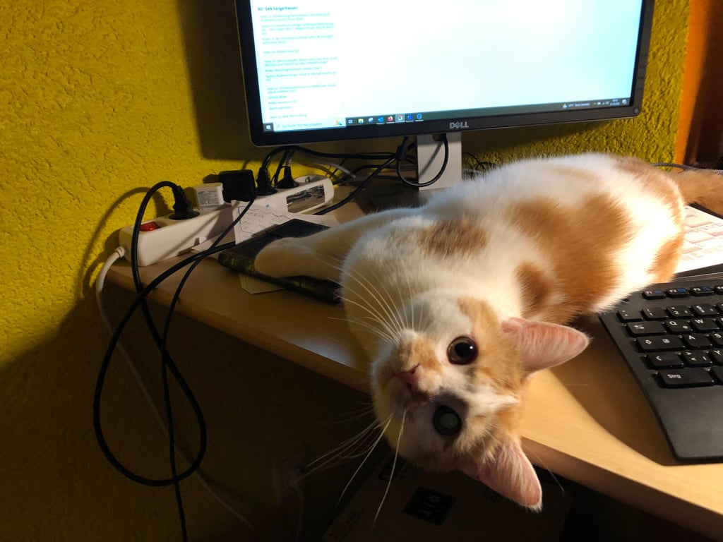 Störti im heimischen Büro, was gemütlich ist, entscheidet er. Der Platz zwischen Bildschirm und Tastatur gefällt ihm jedenfalls.