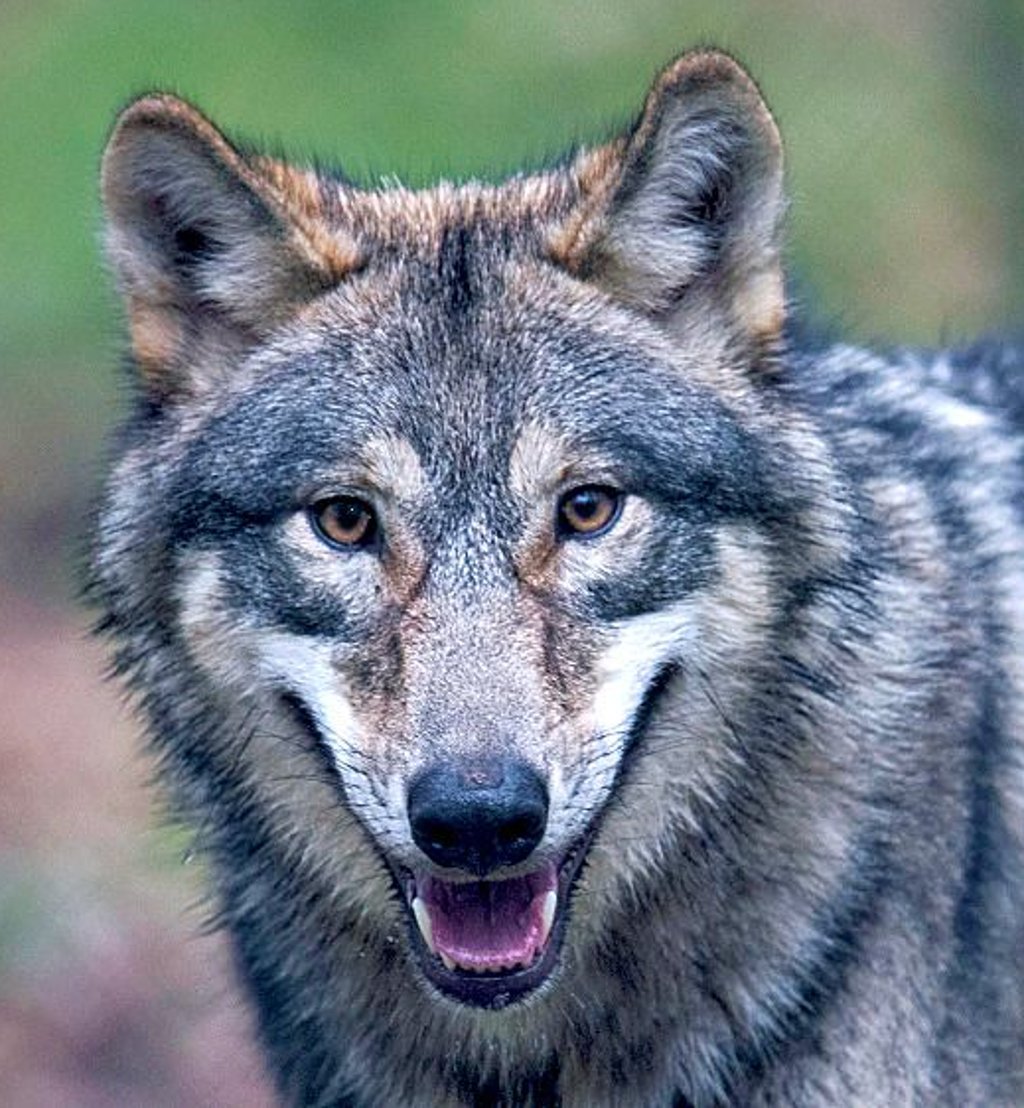 Der Wolf spaltet weiterhin die Gemüter. Auch in der Altmark, wo gerade ein neues Wolfspaar bei Schorstedt bestätigt wurde (hier ein Symbolbild).