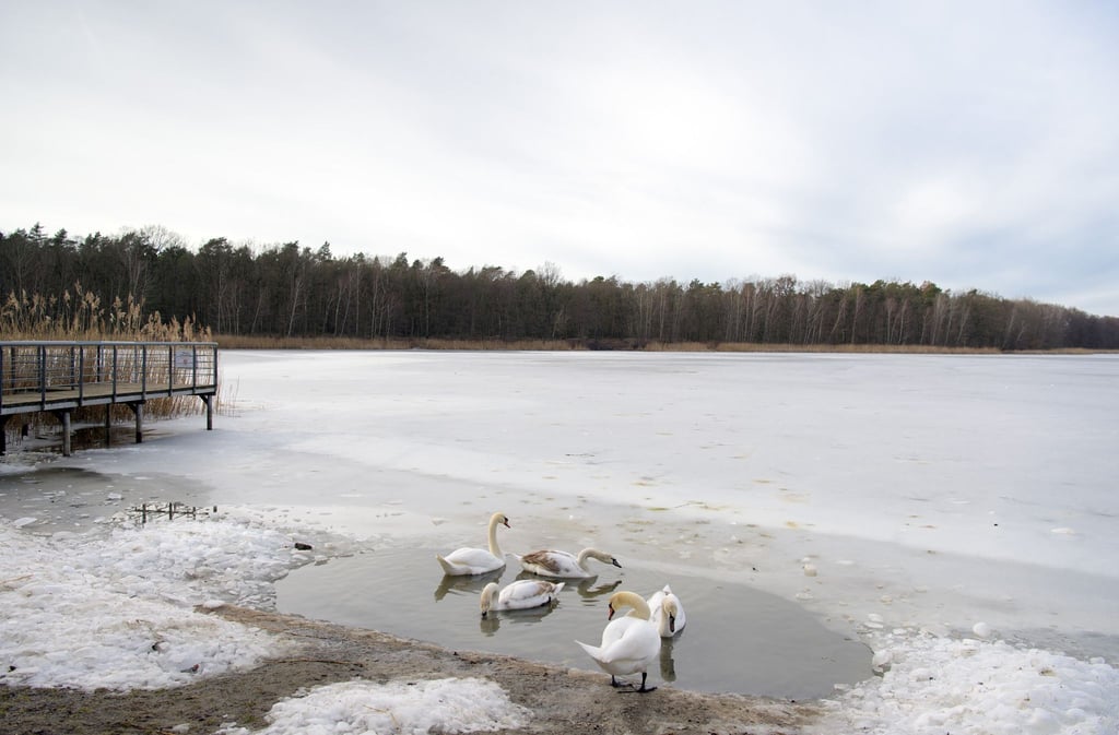 Laut dem Deutschen Wetterdienst (DWD) könnten die drei Monate Dezember, Januar und Februar eine Mitteltemperatur von mindestens 2 Grad erreichen.