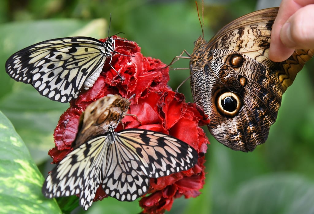 Ein Bananenfalter-Schmetterling (r) und zwei weiße Baumnymphen werden von einer Futterstelle gepflückt.