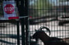 Eine Bunte deutsche Edelziege steht im Wildpark Weißewarte im Streichelgehege hinter einem Zaun.  Jetzt sollen alle Tiere verkauft werden.