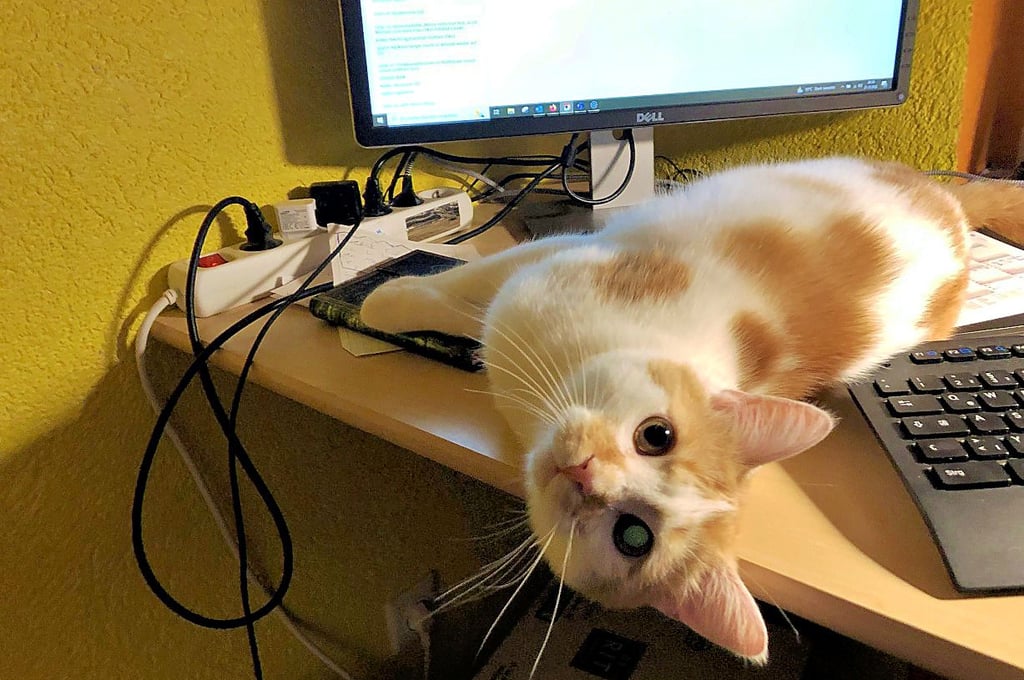 Störti im heimischen Büro, was gemütlich ist, entscheidet er. Der Platz zwischen Bildschirm und Tastatur gefällt ihm jedenfalls.