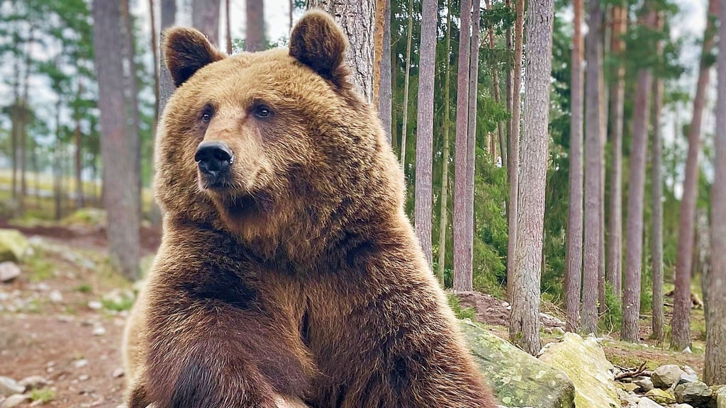 Bärin Idun stammt aus dem Zoo Kolmarden in Schweden.