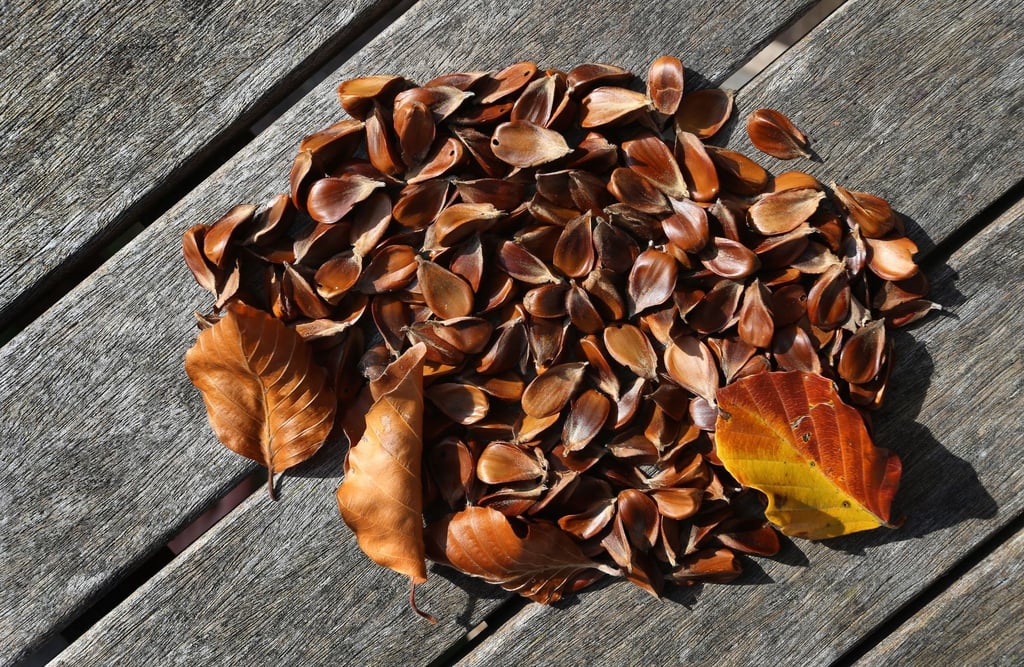 Bucheckern schmecken geröstet etwa zum Salat. Frisch sollten die Früchte der Buche aber nur in kleinen Mengen genossen werden: Sie enthalten den schwach giftigen Stoff Fagin.
