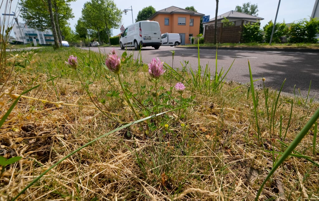 Das Gras am Straßenrand in Halle vertrocknet im Sommer schnell. Das soll künftig verhindert werden.