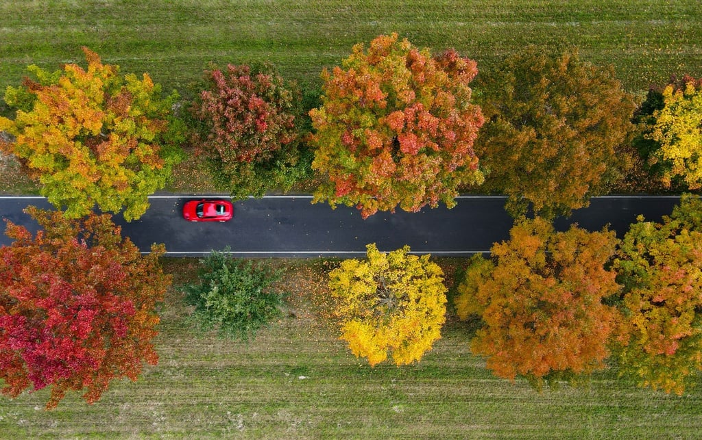 Herbstliche Roteichen stehen als Allee an einer Straße.