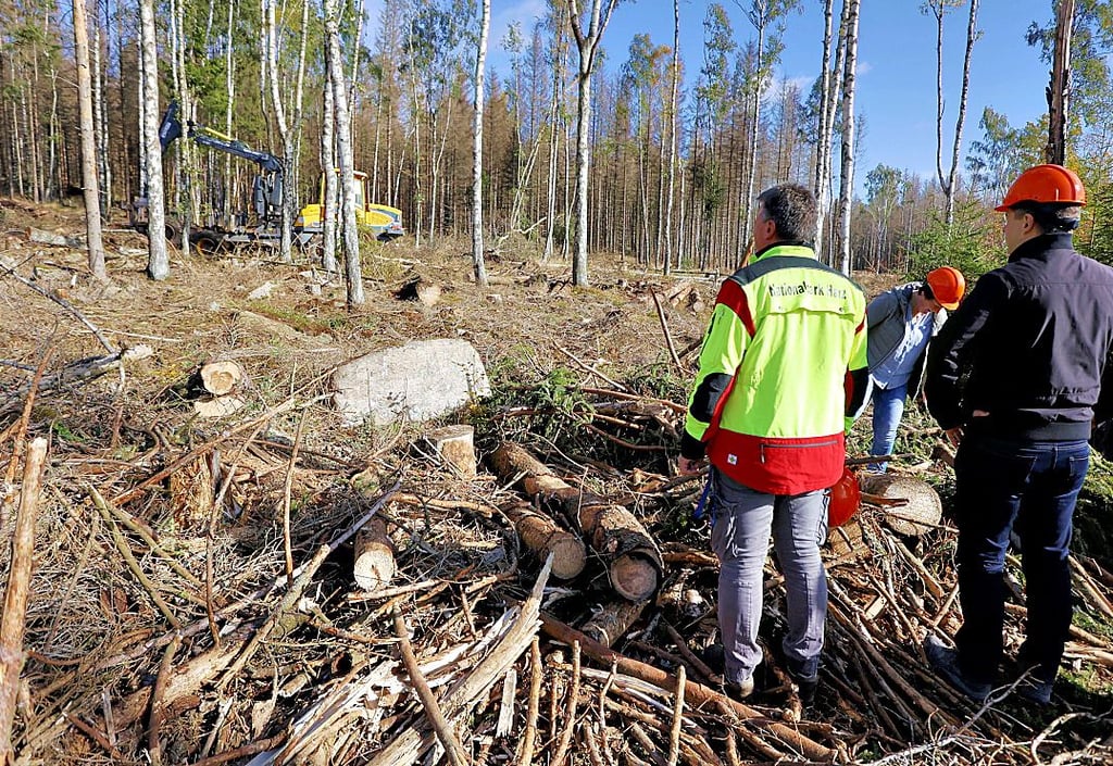 Mit schwerer Forsttechnik wurde im Oktober 2022 erstes Totholz aus einem Schutzstreifen um Schierke herum aus dem Wald geholt.