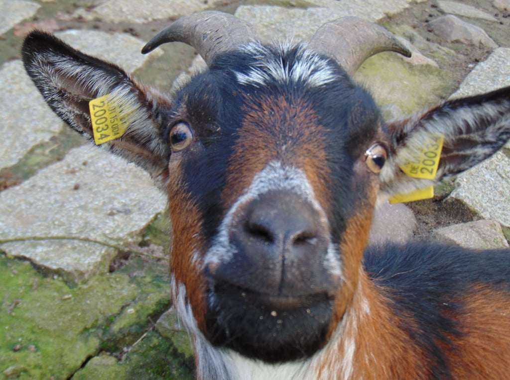 Die neugierigen Ziegen im Streichelgehege gehörten für Kinder mit Sicherheit zu den beliebtesten Tieren im Weißewarter Wildpark. Nun müssen auch sie ausziehen.