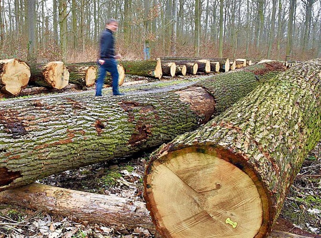 Holz liegt auf dem Submissionsplatz bei Rothenschirmbach.