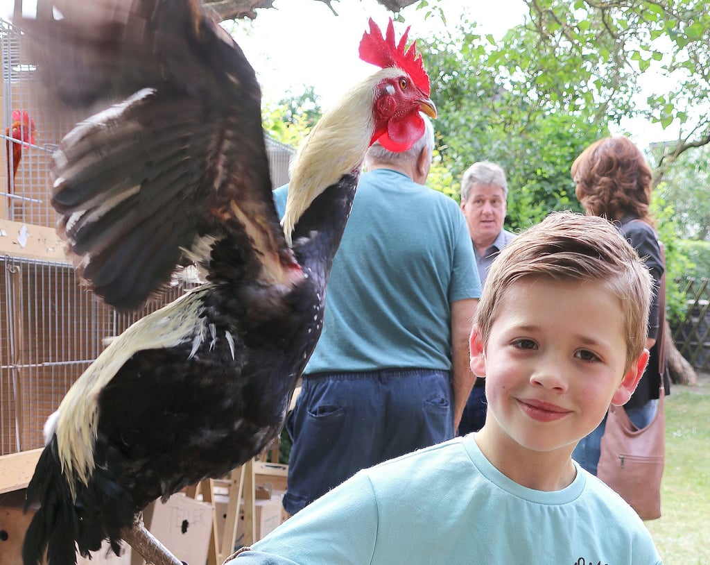 Der Hahn will nicht kämpfen, nur angeben. Tyr Zeidl aus Zerbst wird bei der Sonderschau in Möckern solche moderne englische Kämpfer in silberhalsig ausstellen. 