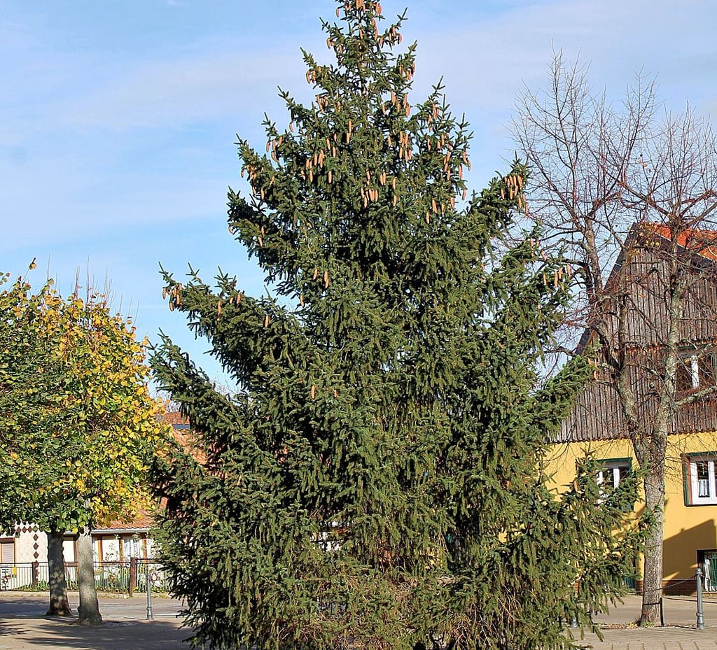 Jetzt steht der neue Weihnachtsbaum auf dem Ilsenburger Marktplatz.
