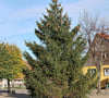Jetzt steht der neue Weihnachtsbaum auf dem Ilsenburger Marktplatz. 