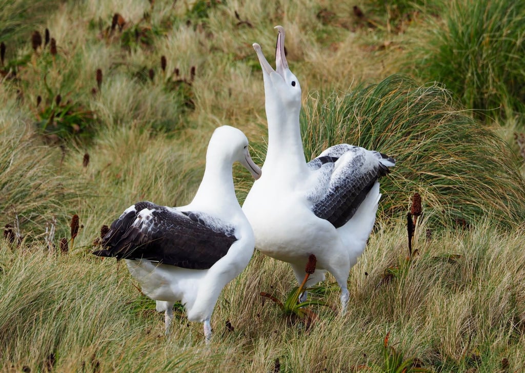 In Neuseeland sind mehrere Eier einer einzigartigen Albatros-Kolonie verschwunden. Der Nördliche Königsalbatros ist mit einer Flügelspannweite von mehr als drei Metern einer der größten Seevögel der Welt.