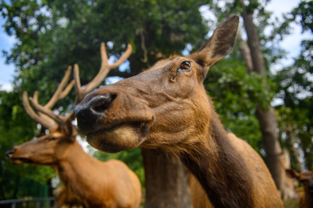 Wapiti steht im Wildpark Weißewarte in ihrem Gehege.
