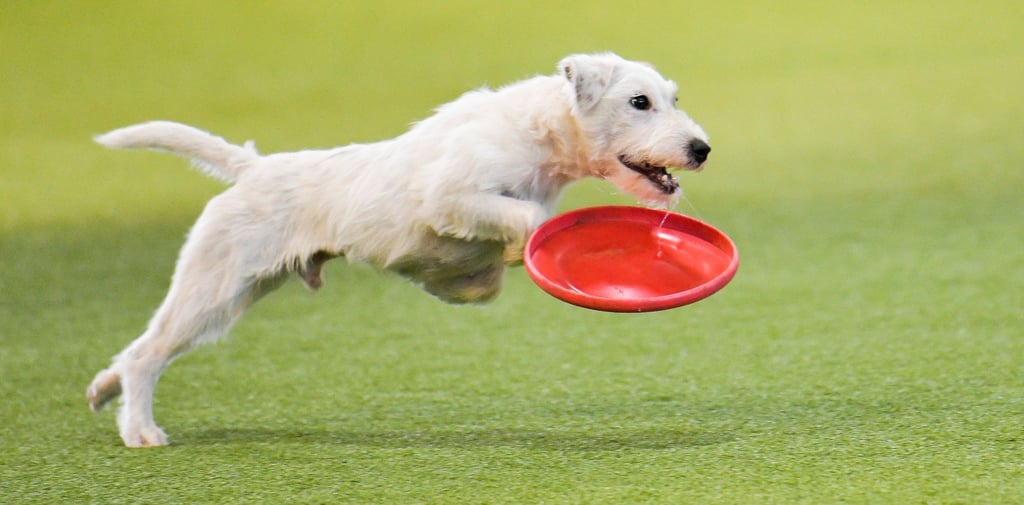 Bei Hundespielzeug sollte auch auf die passende Größe für den Vierbeiner geachtet werden. Ist das Spielzeug zu klein, kann es leicht verschluckt werden.